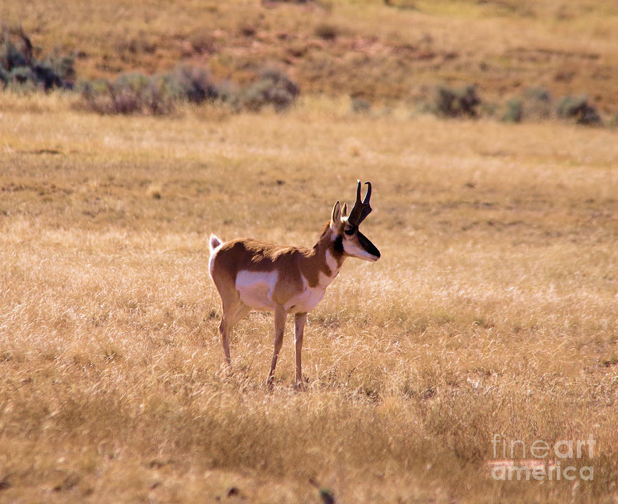Male Pronghorn Photograph by Jeff Swan