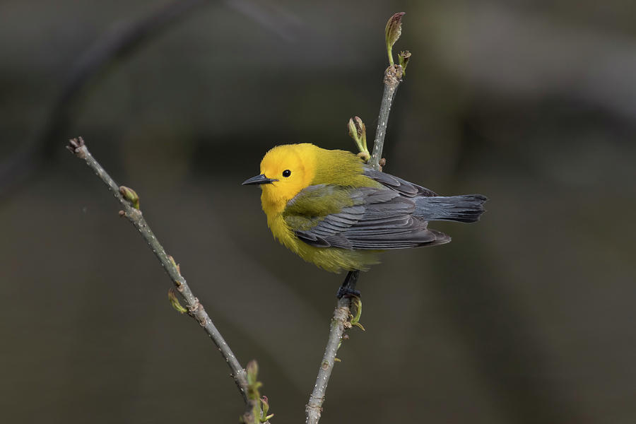 Male Prothonotary Warbler Photograph by Gary Hall