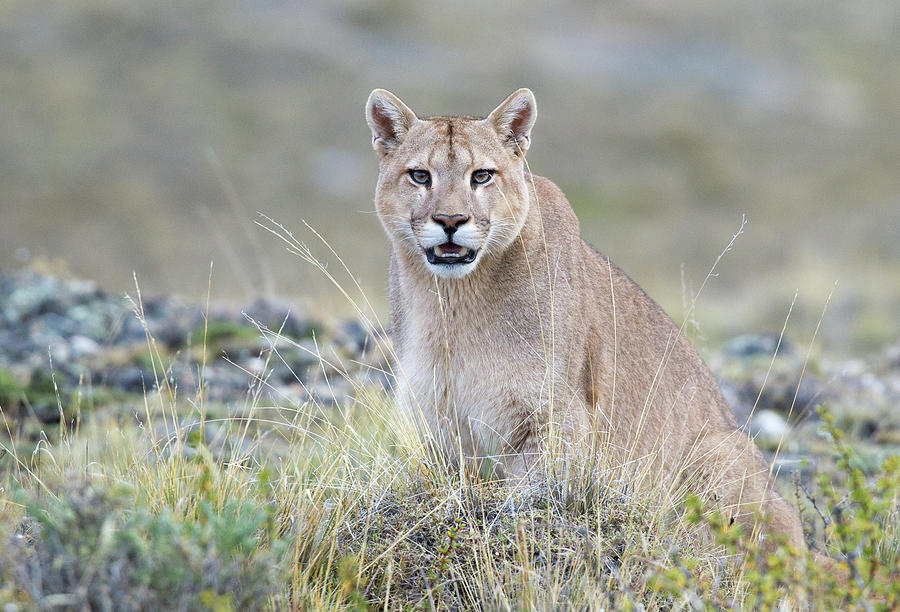 Male Puma Photograph by Max Waugh