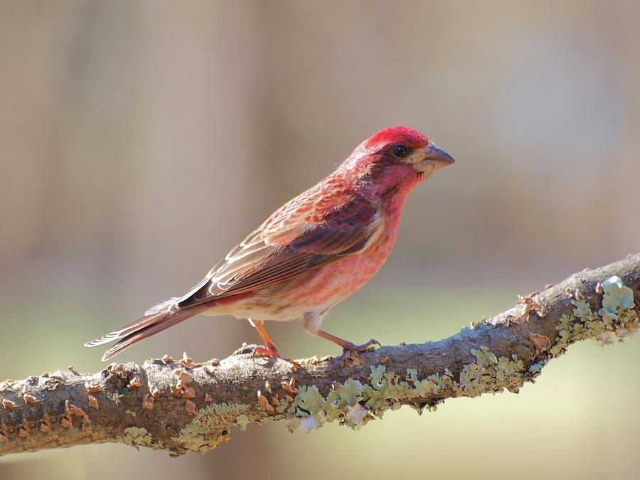 Male Purple Finch Photograph by Bruce Lewis