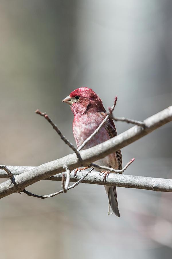 Male Purple Finch Photograph by John Haldane