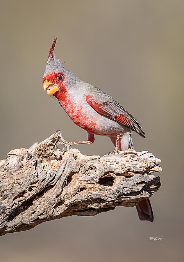 Male Pyrrhuloxia - Desert Cardinal Photograph by Fred J Lord