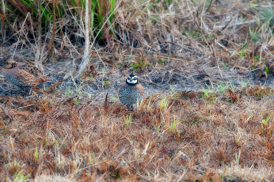 Male quail in field Photograph by Dan Friend