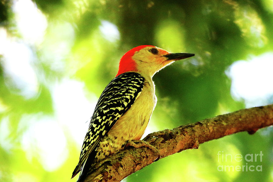 Male Red-bellied Woodpecker Photograph by Alyce Taylor