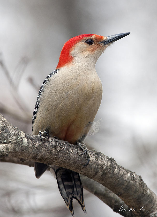 Male Red-bellied Woodpecker Photograph by Diane Giurco