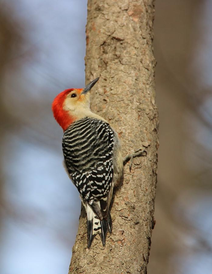 Male Red Bellied Woodpecker Photograph by Karen Silvestri