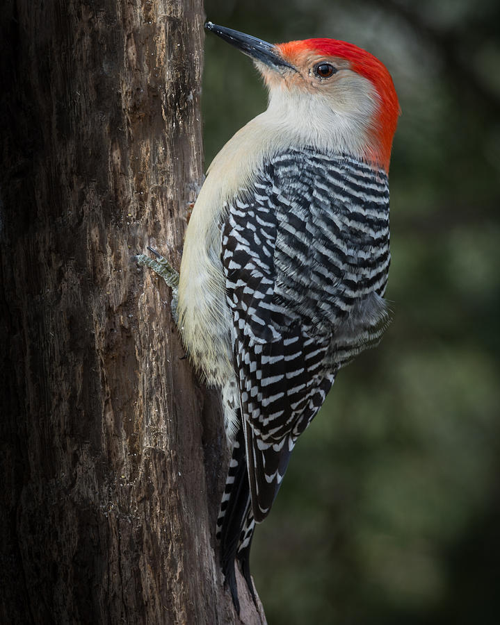 Male Red-bellied Woodpecker Photograph by Kenneth Cole