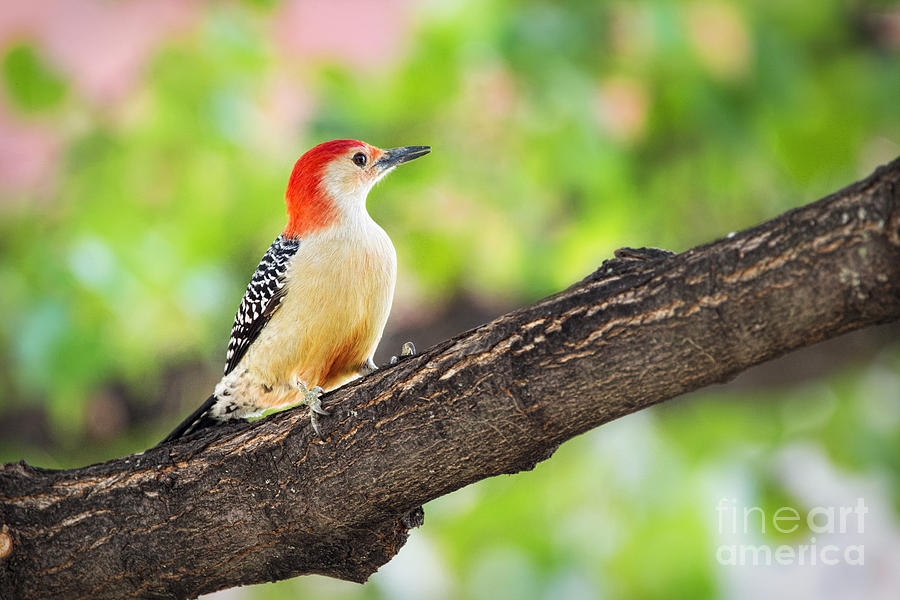 Male Red-Bellied Woodpecker Photograph by Sharon McConnell