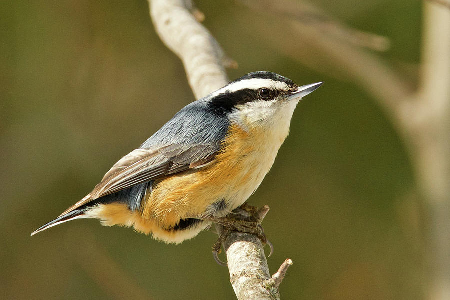 Male Red Breasted Nuthatch 2151 Photograph by Michael Peychich