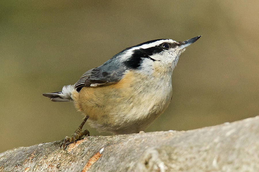 Male Red-breasted Nuthatch 9308 Photograph by Michael Peychich
