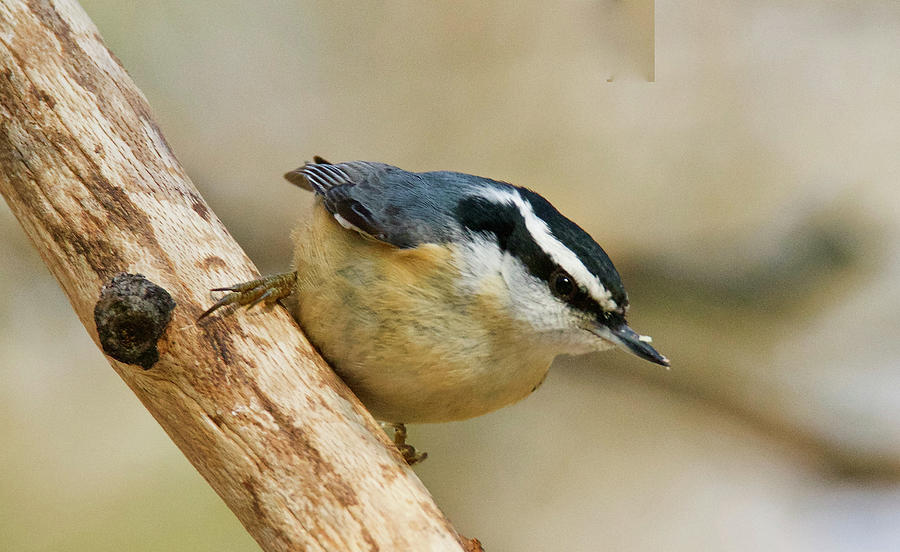 Male Red-breasted Nuthatch 9327 Photograph by Michael Peychich