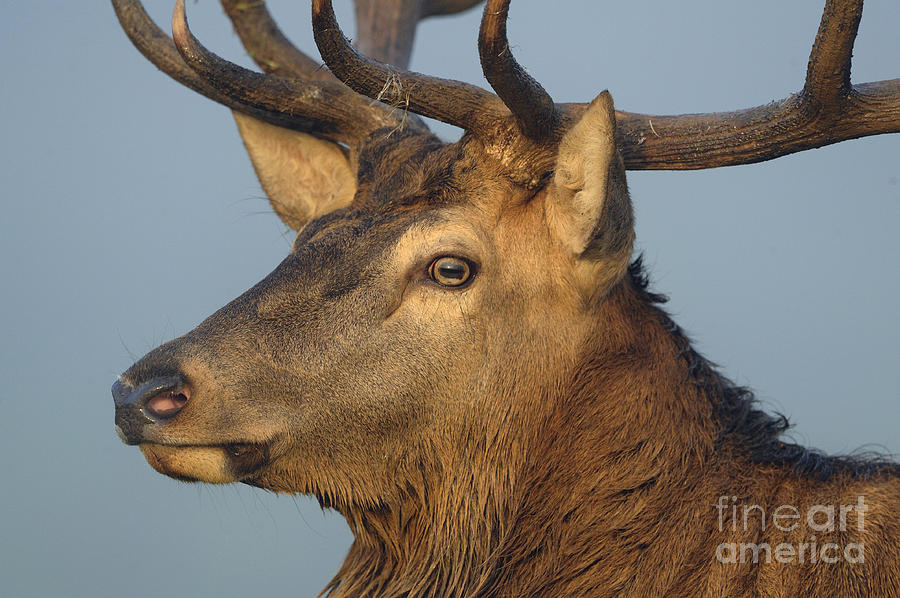 Male Red Deer Photograph by David & Micha Sheldon