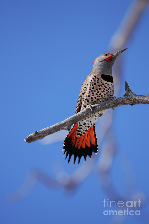 Male Red Shafted Northern Flicker Photograph by Alyce Taylor