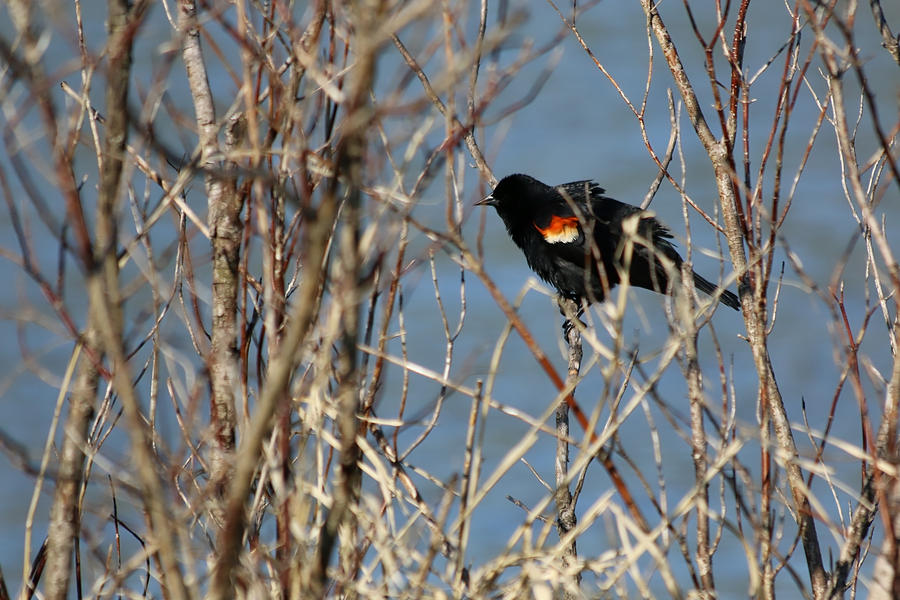 Male Red-Winged Blackbird 001 Photograph by DiDesigns Graphics