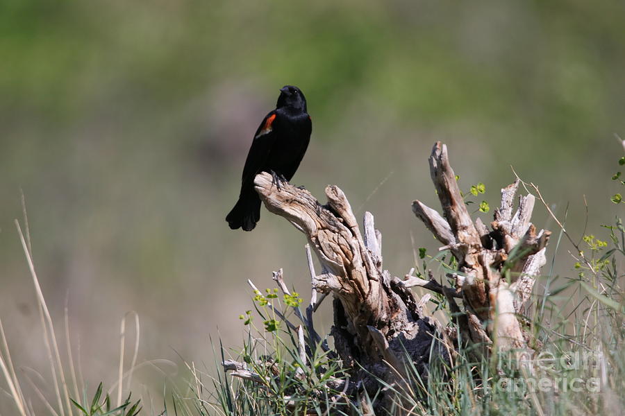 Male Red Winged Blackbird Photograph by Alyce Taylor