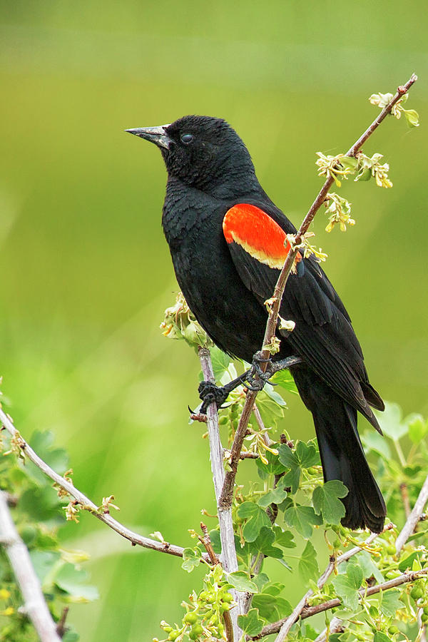 Bird Photograph - Male Red-winged Blackbird by Belinda Greb
