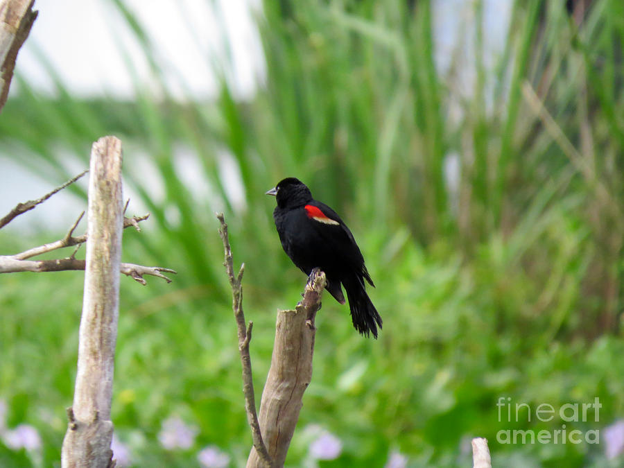 Male Red-winged Blackbird Photograph