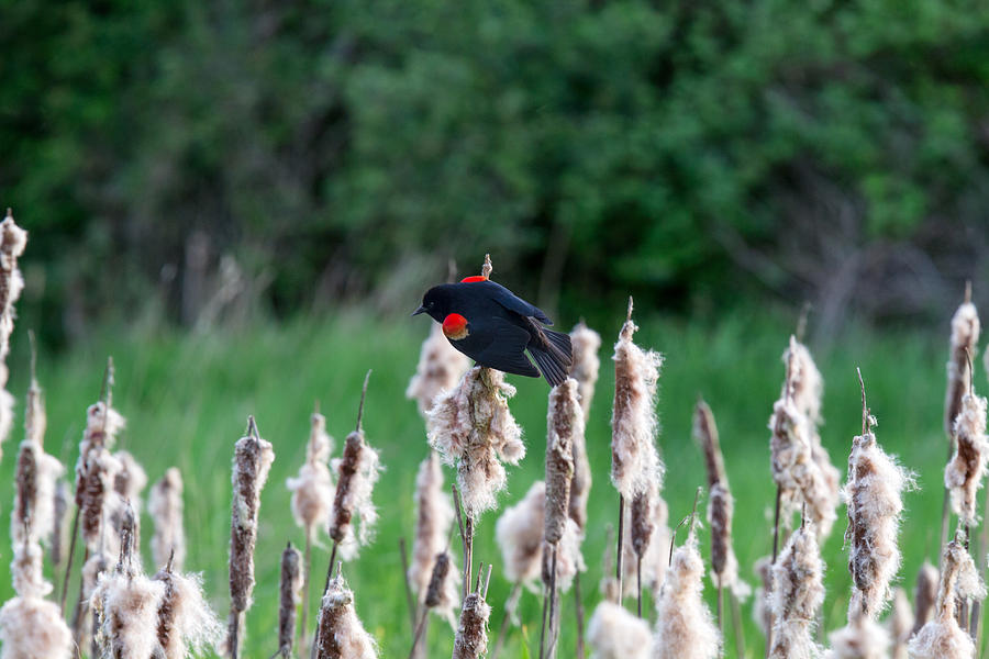Male Red-winged Blackbird Photograph by Michael Russell