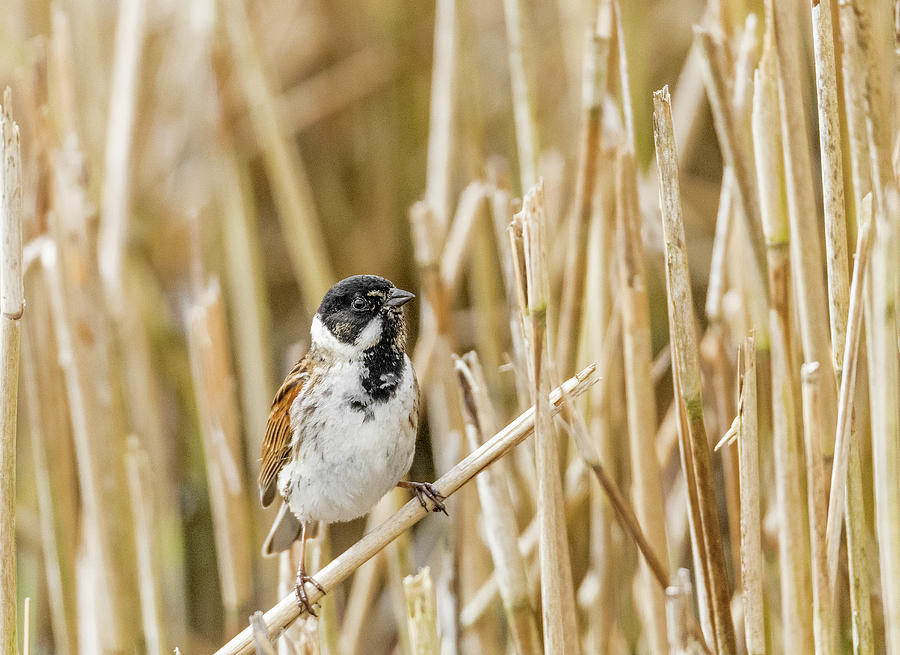 Bunting Photograph - Male Reed Bunting  by Darren Wilkes