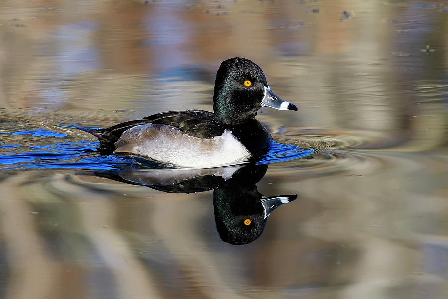 Male Ring-necked Duck And Its Reflection Photograph By Steve Samples 