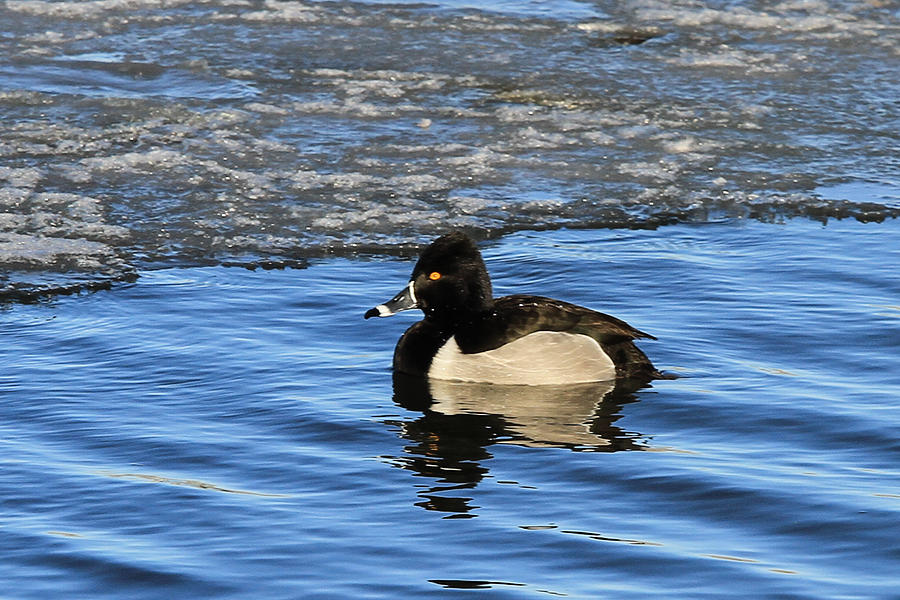 Male Ring Necked Duck Photograph by Juli Ellen