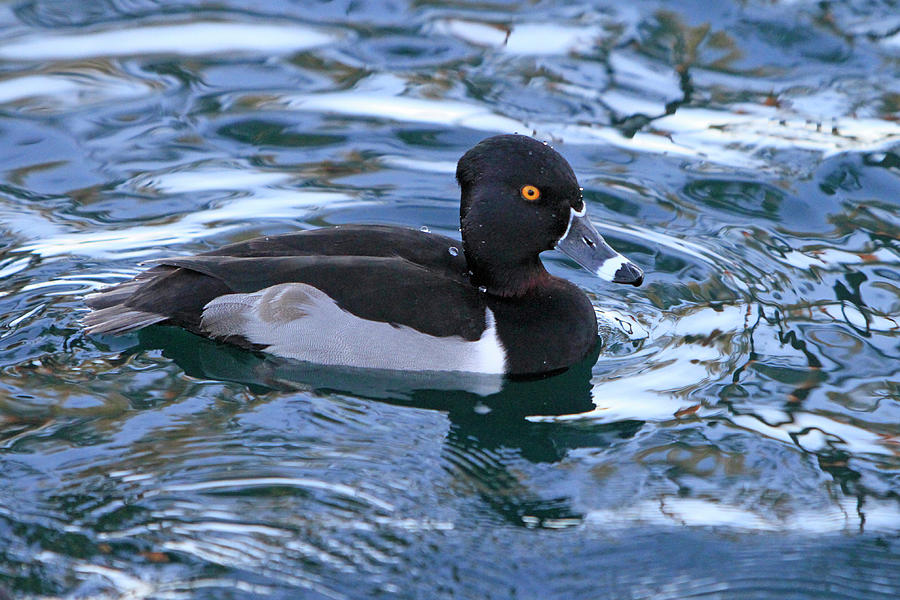 Male Ring-Necked Duck  Photograph by Shoal Hollingsworth