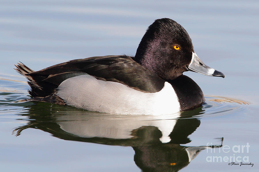 Male Ring Necked Duck Photograph by Steve Javorsky