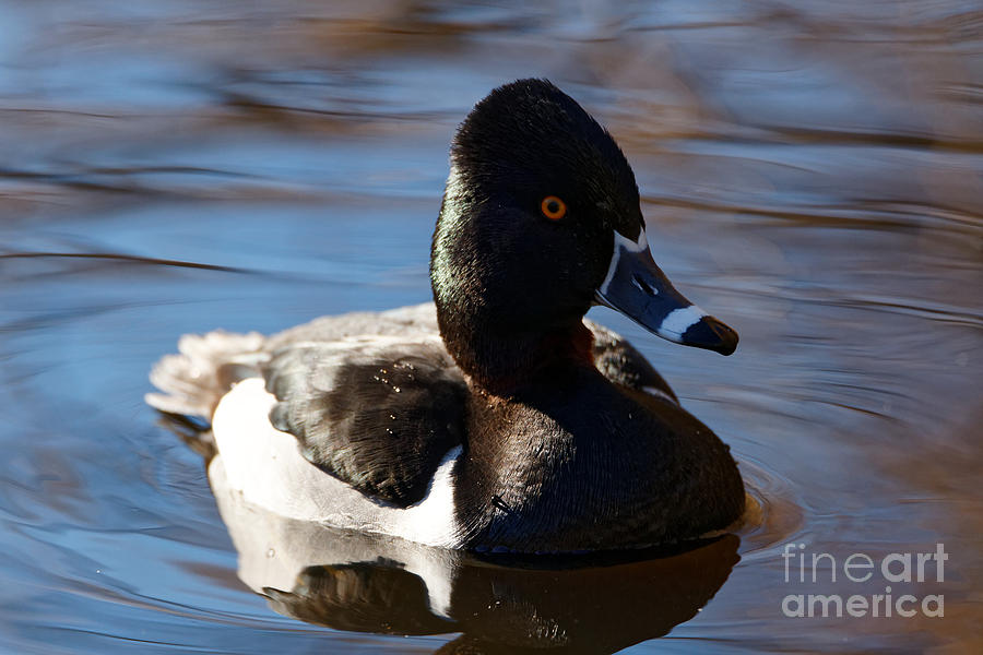 Male Ring-necked Duck Photograph by Sue Harper