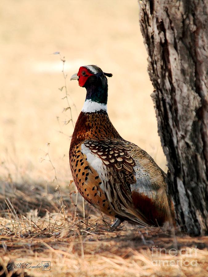 Male Ring-necked Pheasant Photograph by J McCombie