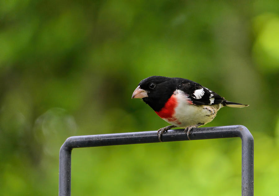 Male Rose Breasted Grosbeak 102020154557 Photograph