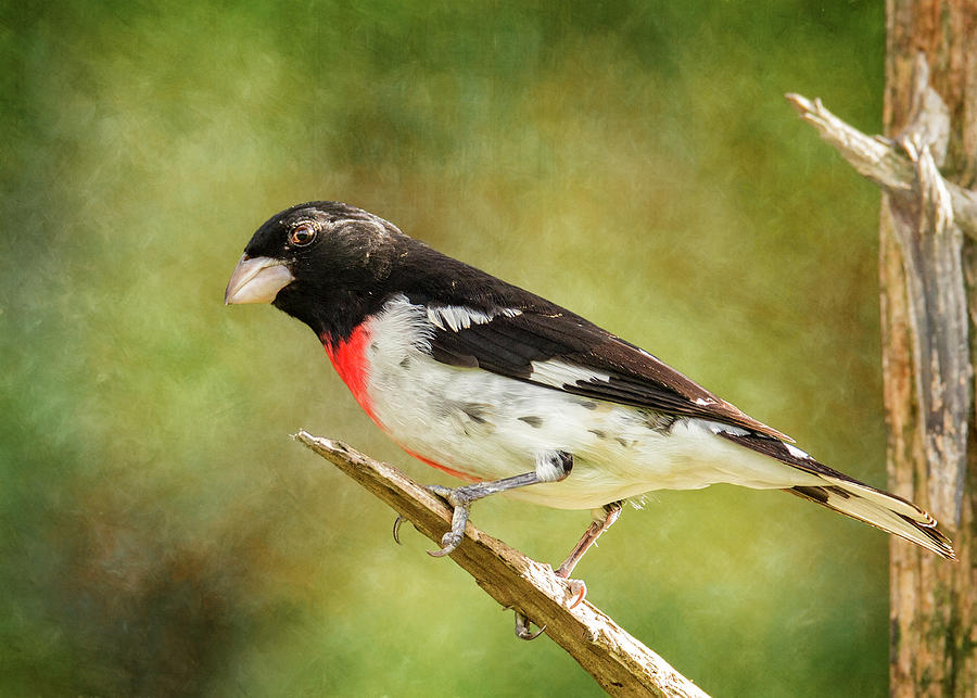 Male Rose-Breasted Grosbeak On Branch Photograph by Bill and Linda Tiepelman