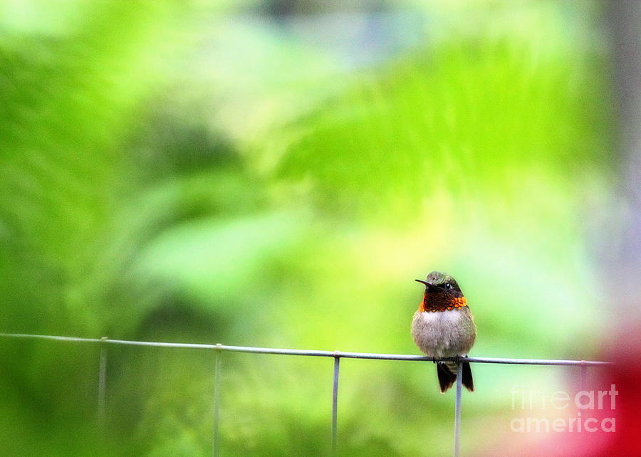 Male Ruby Throated Hummingbird 2 Photograph by Angela Rath