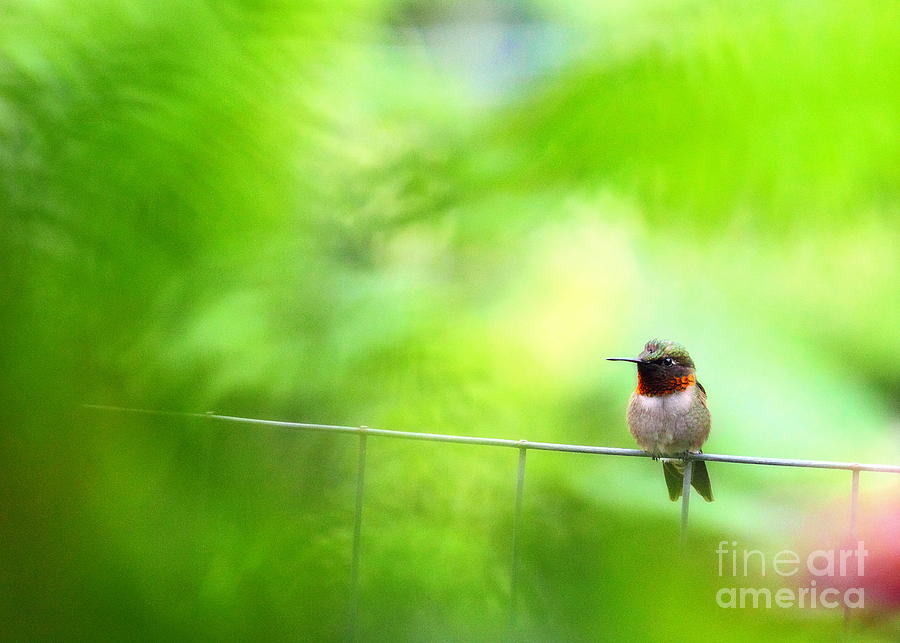 Male Ruby Throated Hummingbird 3 Photograph by Angela Rath
