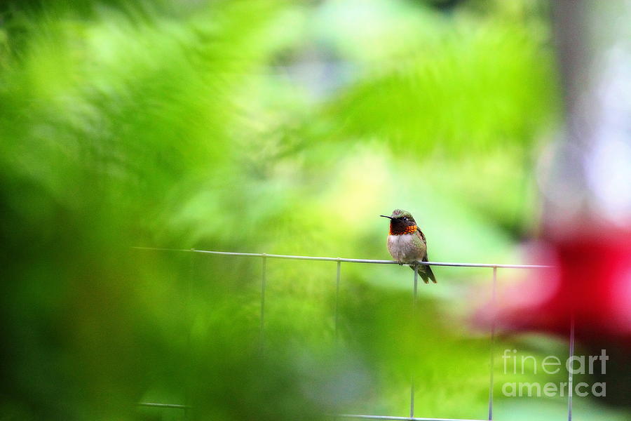 Male Ruby Throated Hummingbird 5 Photograph by Angela Rath