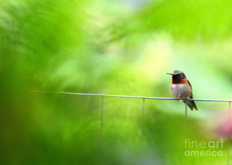 Male Ruby Throated Hummingbird 6 Photograph by Angela Rath