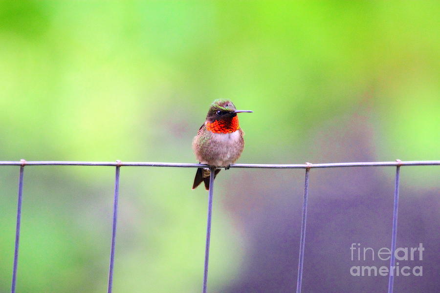 Male Ruby Throated Hummingbird 8 Photograph by Angela Rath