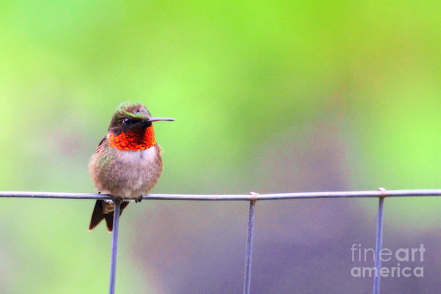 Male Ruby Throated Hummingbird 9 Photograph by Angela Rath