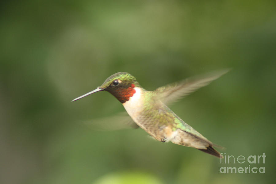 Hummingbird Photograph - Male Ruby Throated Hummingbird by Cathy Beharriell