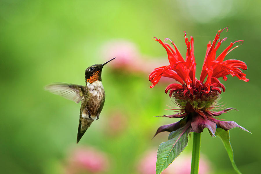 Male Ruby-Throated Hummingbird Hovering Near Flowers Photograph by Christina Rollo