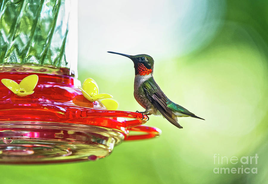 Male Ruby-throated Hummingbird Photograph by Paul Mashburn
