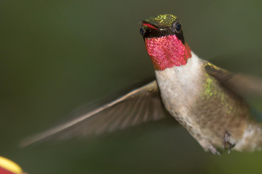 Male Ruby-Throated Hummingbird Photograph by Robert L Jackson