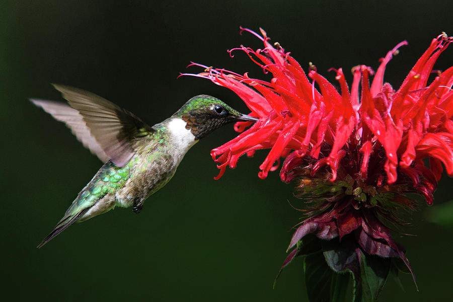 Male Ruby Throated Hummingbird With Red Flower Photograph by Christina Rollo