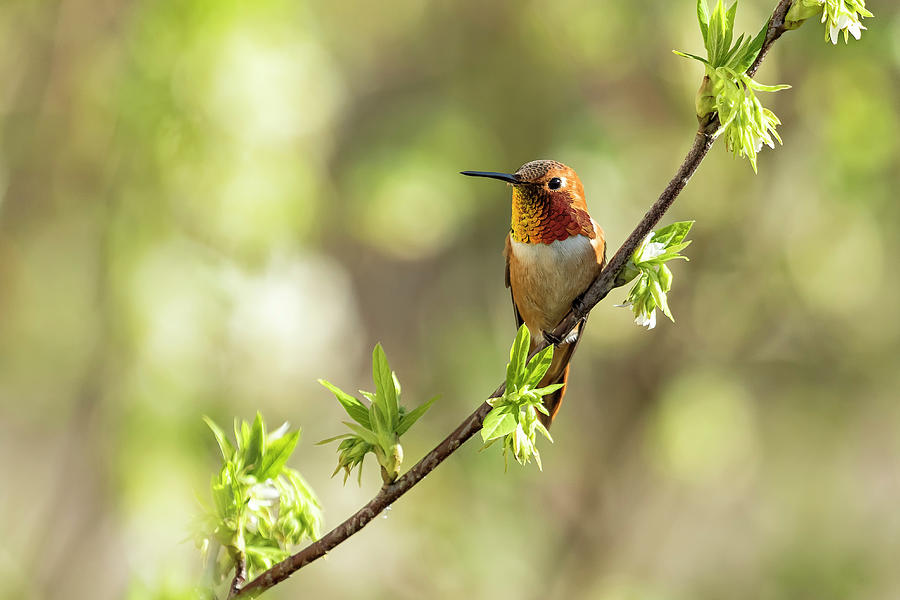 Male Rufous Hummingbird on a Branch Photograph by Belinda Greb