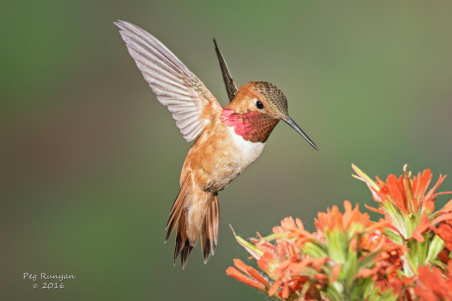Male Rufus Hummingbird Photograph by Peg Runyan