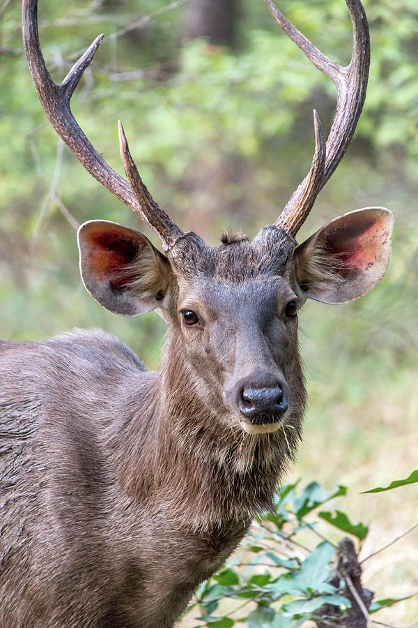 Male sambar deer close-up Photograph by Ndp - Pixels
