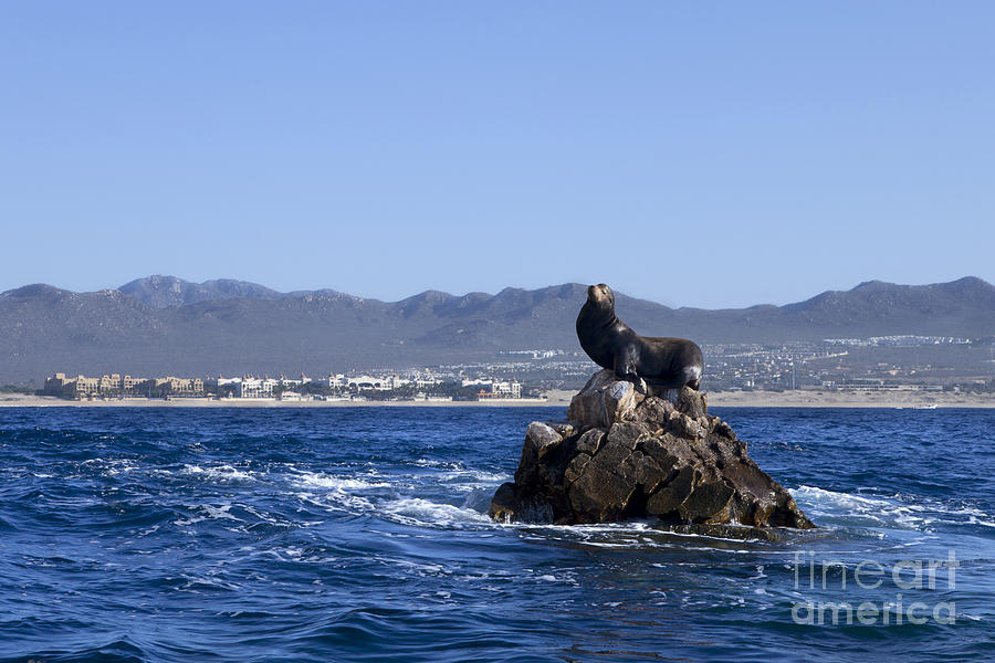 Male sea lion Photograph by Anthony Totah