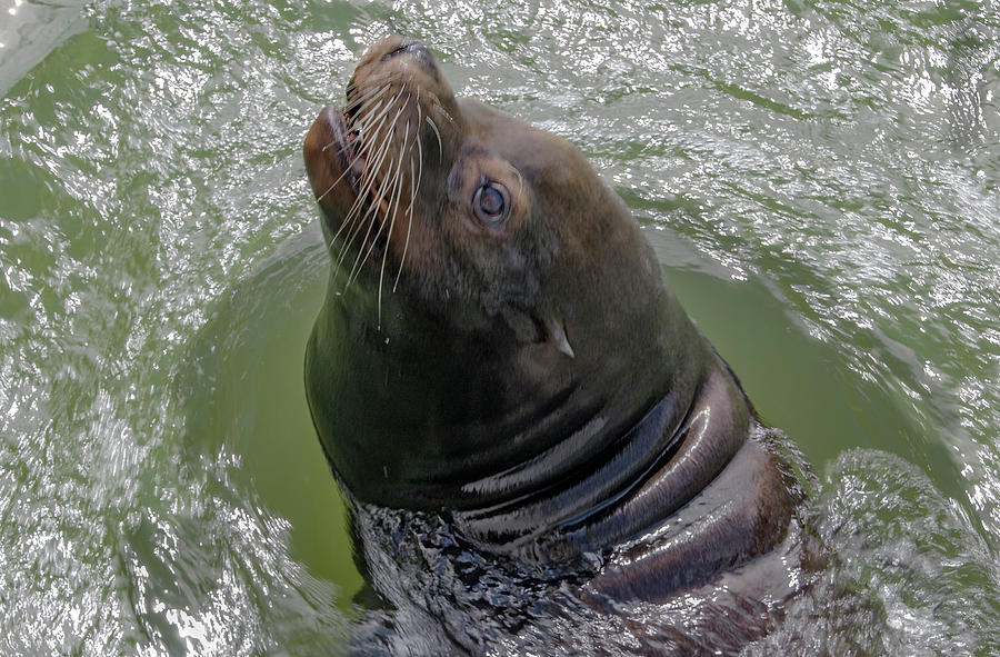 Male sea lion waiting for food Photograph by Ian Watts