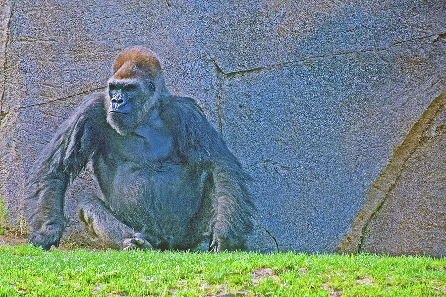 Male Silverback Lowland Gorilla Awaiting His Lunch in San Diego Zoo Animal Safari Park, California  Photograph by Ruth Hager