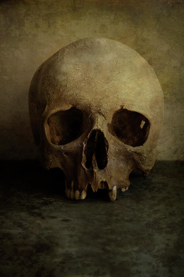 Male skull in retro style Photograph by Jaroslaw Blaminsky