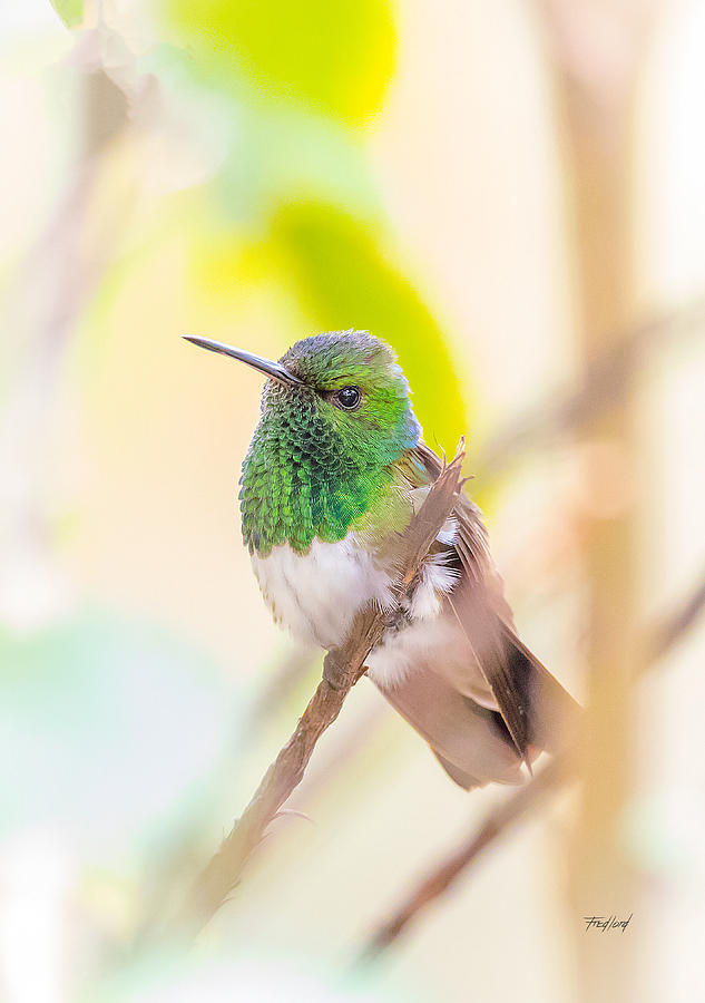 Male Snowy-bellied Hummingbird Photograph by Fred J Lord